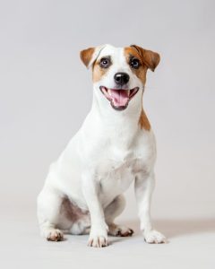 jack russell terrier