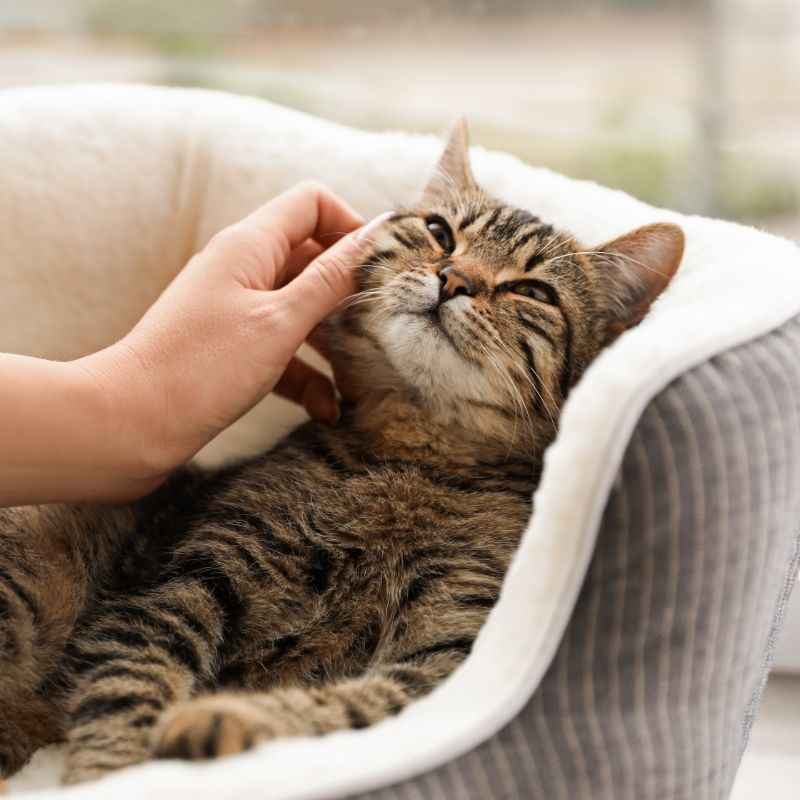 Cat with owner rubbing fur