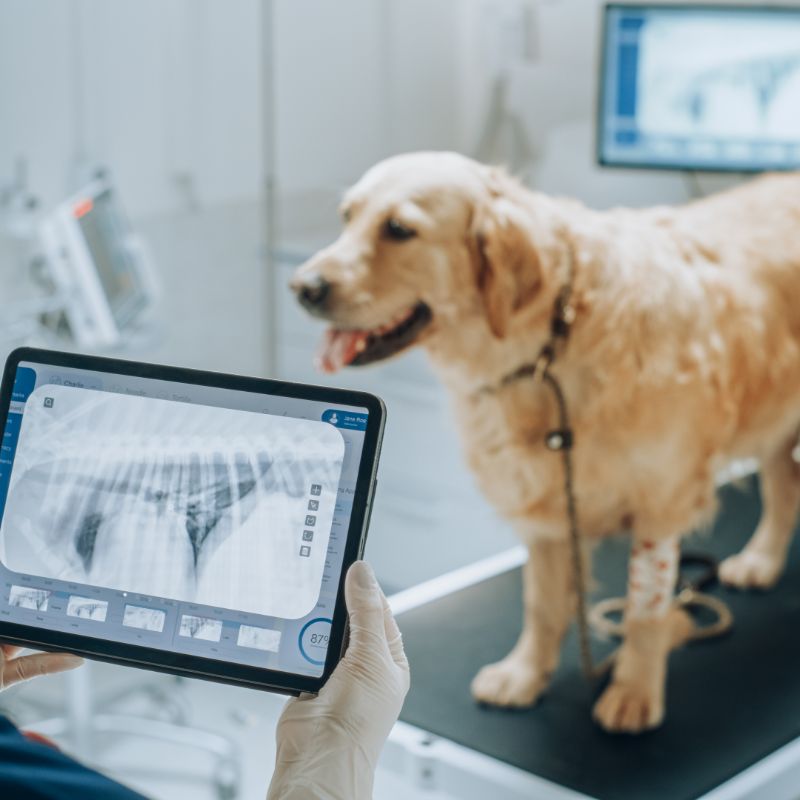 Dog getting X-Ray