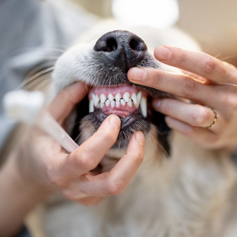 Dog getting teeth checked