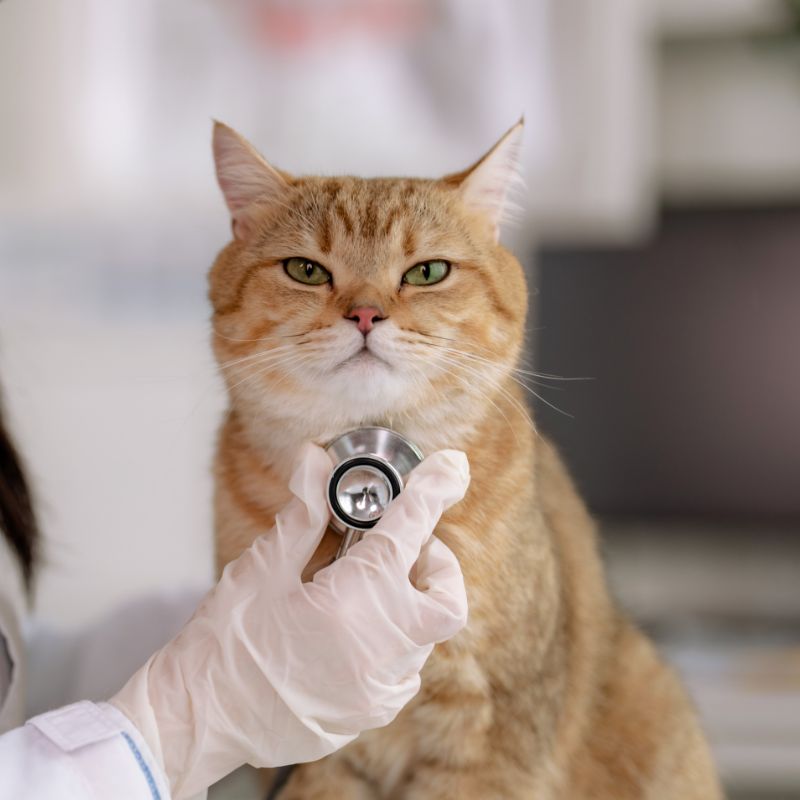 Cat getting wellness check