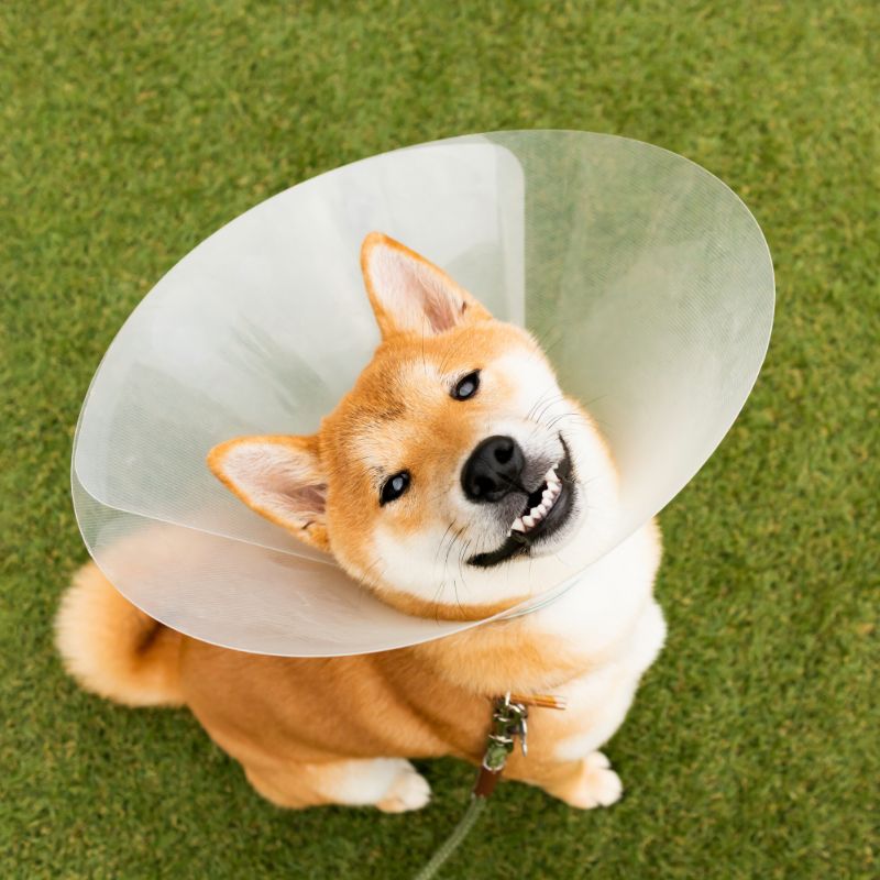 dog with a cone on