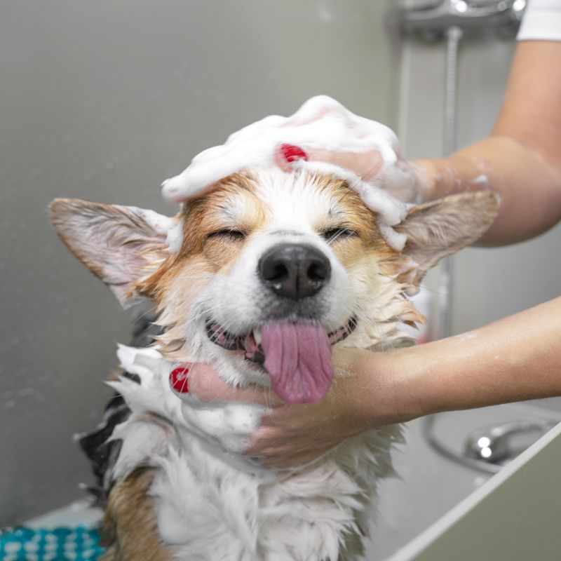 Dog getting groomed